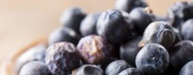 Brinove jagode (Juniperus communis)